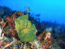  green sponge at 100' in old buoy dive site at parguera w... by Victor J. Lasanta 